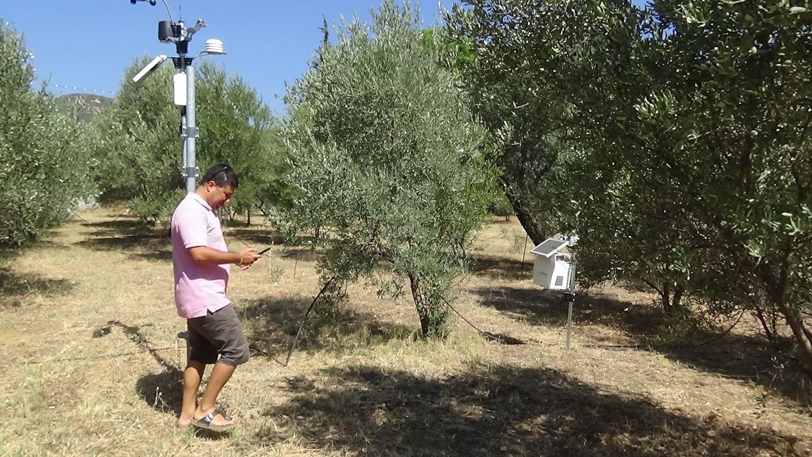 Zeytinliklere daha az ilaç daha iyi koruma