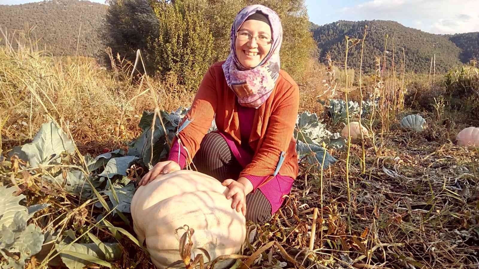 Anneannesinin sandığından çıkan tohumlar dev bal kabağı oldu