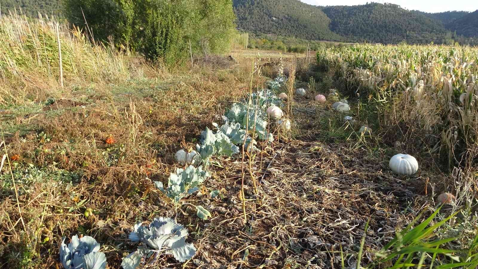 Anneannesinin sandığından çıkan tohumlar dev bal kabağı oldu