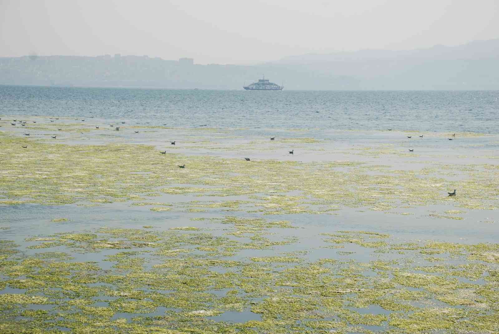 İzmir'i deniz marulu sardı, bilim adamı uyardı