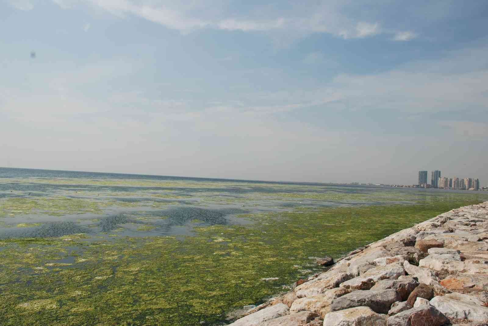 İzmir'i deniz marulu sardı, bilim adamı uyardı