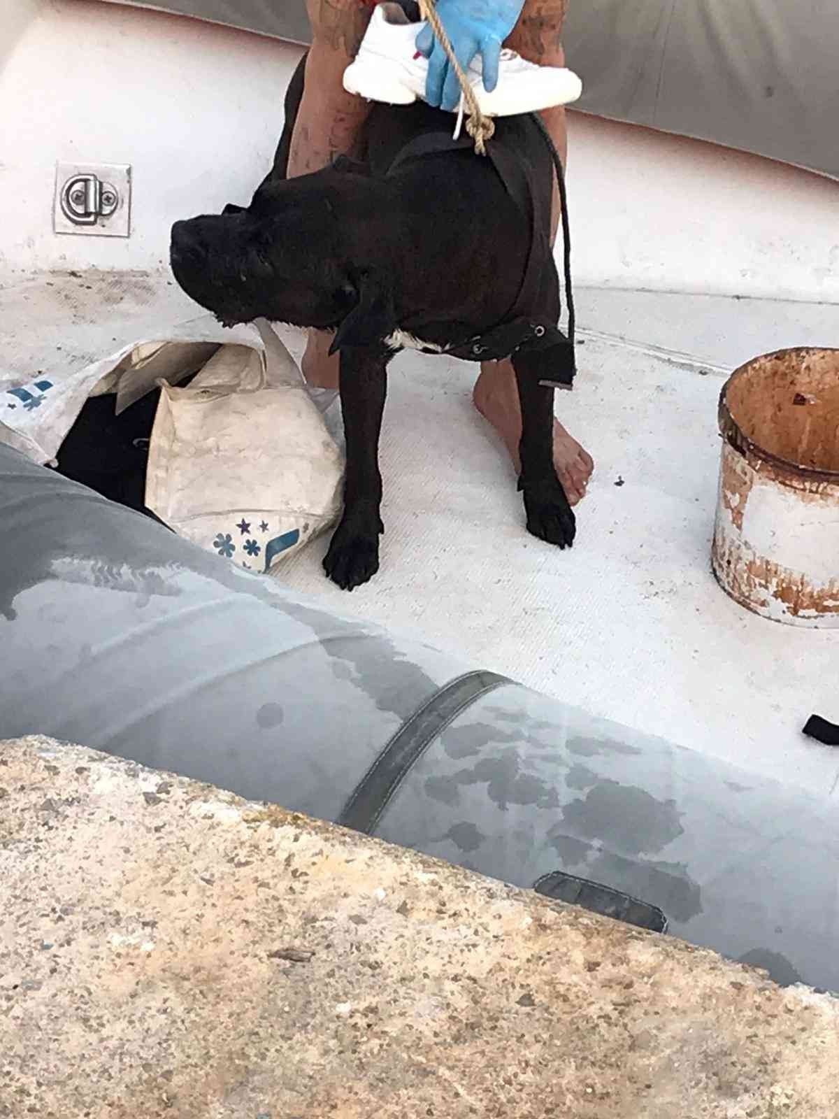 Kayıp köpeğini ararken falezlerden düşüp öldü
