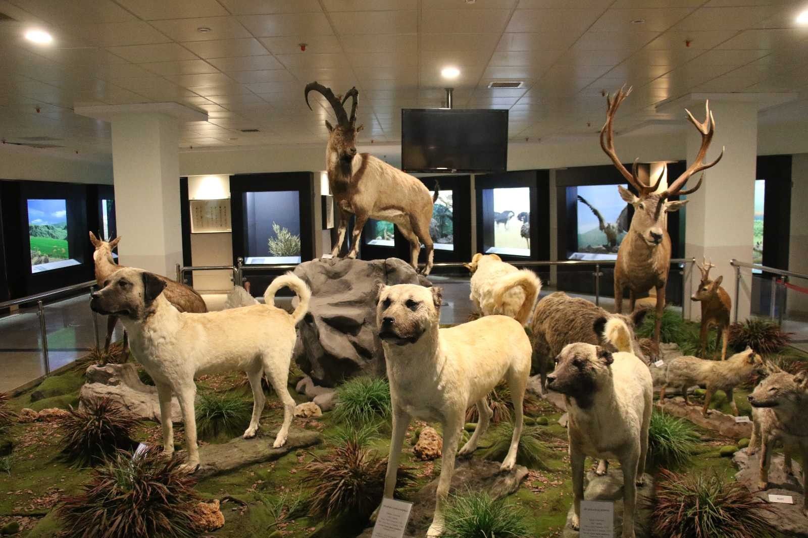 Manisa'nın Kula ilçesinde yaşayan ilk insanların ayak izleri