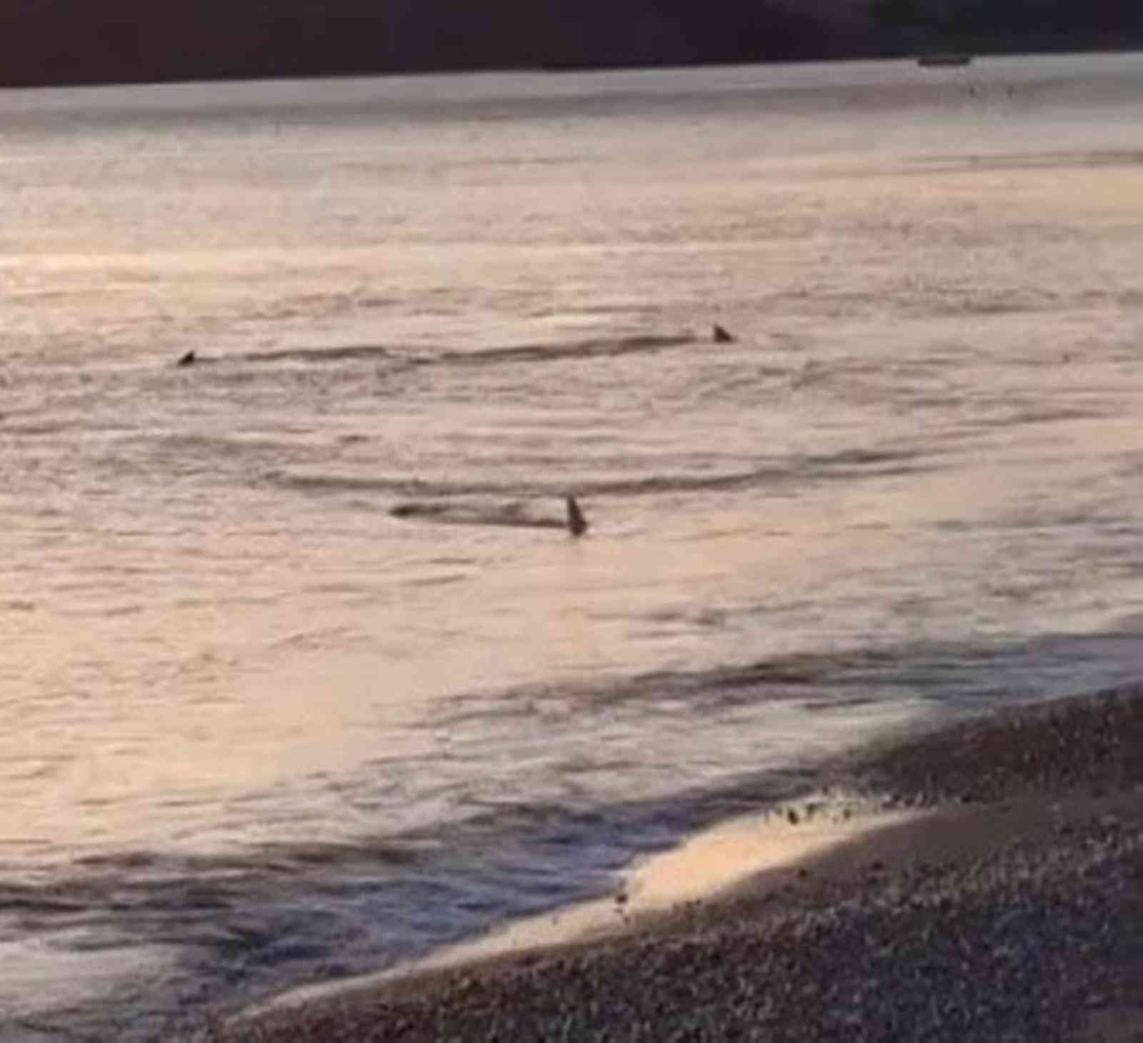 Muğla'da sahile köpek balıkları geldi