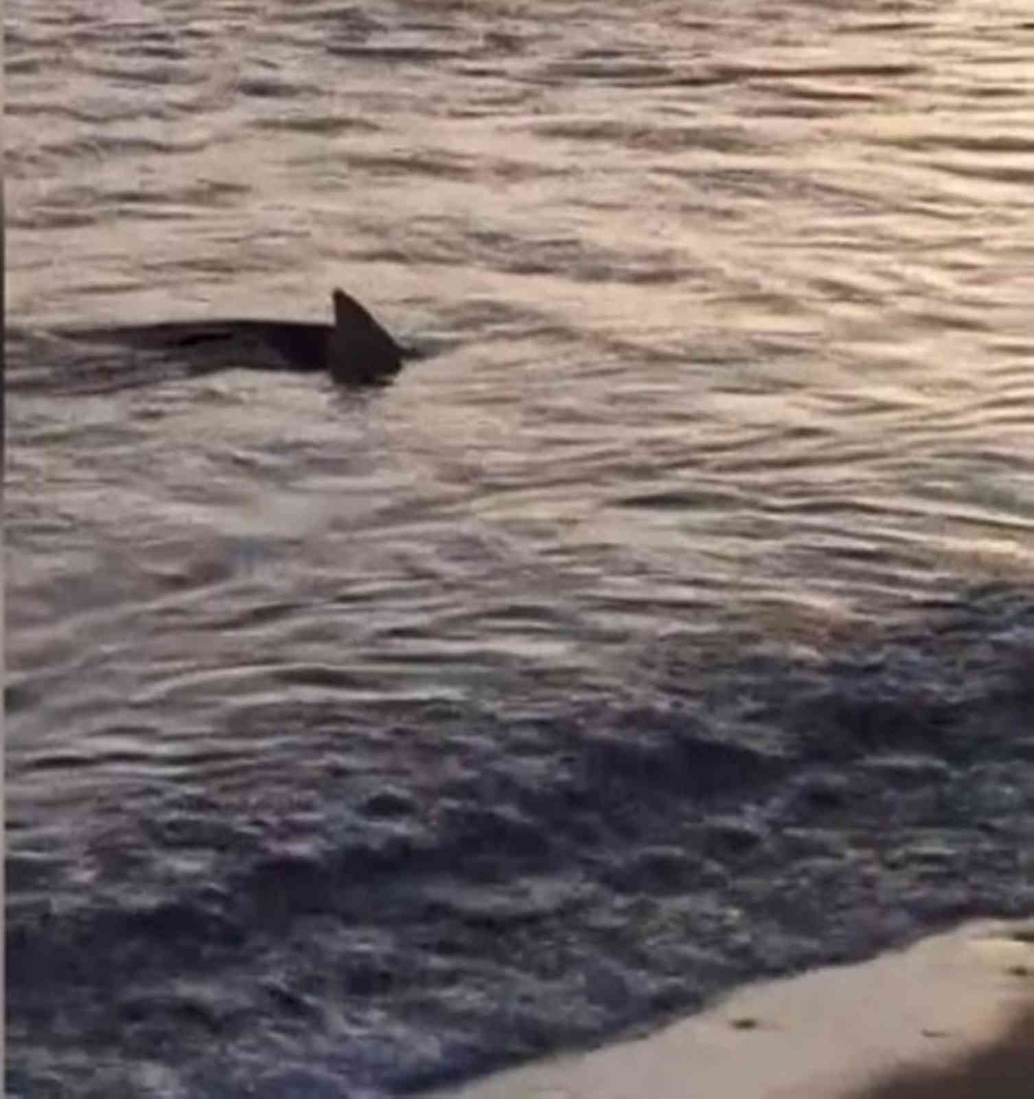 Muğla'da sahile köpek balıkları geldi