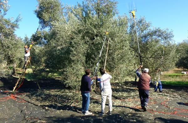 Türkiye'de Zeytin ağacı sayısı yüzde 50 arttı