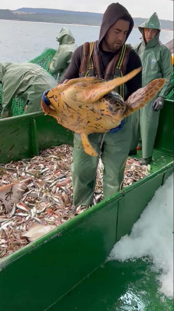 Balıkçılar, caretta caretta'yı özgürlüğüne kavuşturdular