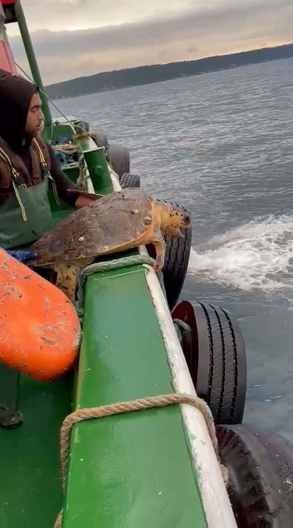 Balıkçılar, caretta caretta'yı özgürlüğüne kavuşturdular