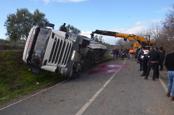 Büyükbaş hayvan yüklü TIR daralan yolda devrildi