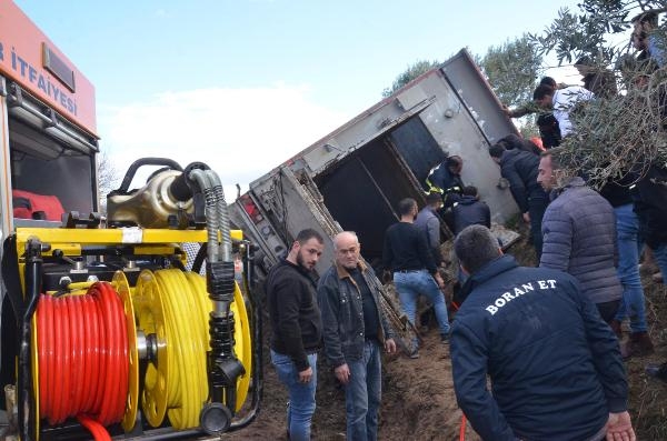 Büyükbaş hayvan yüklü TIR daralan yolda devrildi