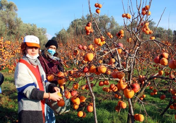 Dalında kalan hurmaları ihtiyaç sahiplerine verildi