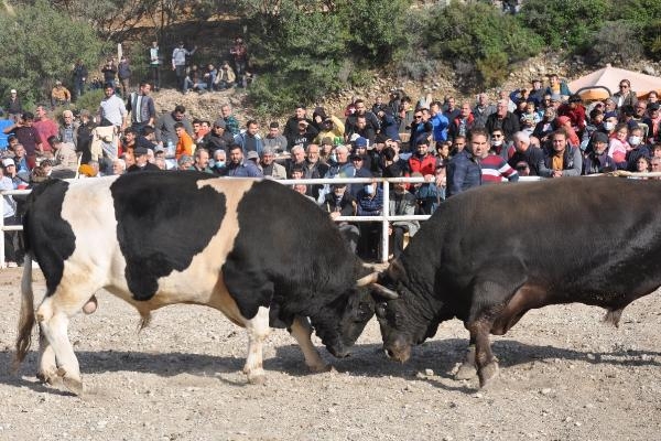 Datça'da boğalar, minik Defne için güreşti