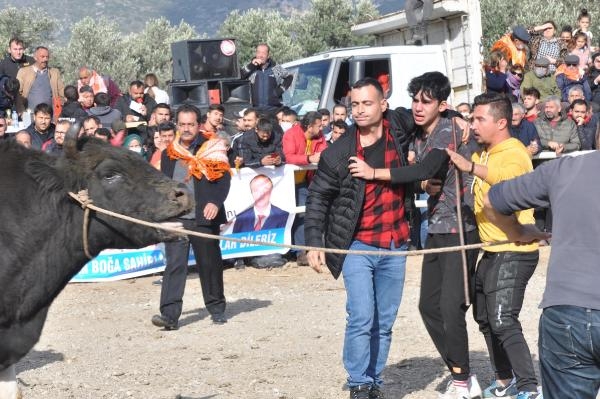 Datça'da boğalar, minik Defne için güreşti