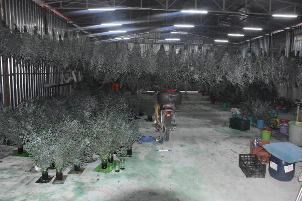 İzmir'de 42 ton kaçak nargile tütünü yakalandı