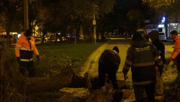 İzmir'de fırtına ağaçları kökünden söktü