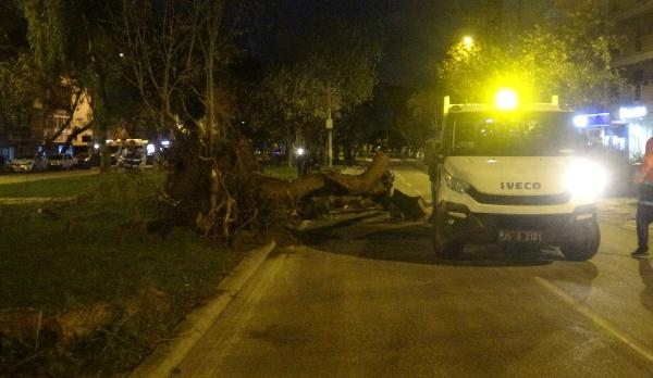 İzmir'de fırtına ağaçları kökünden söktü