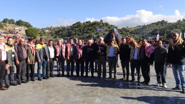 Koçarlı'da develer bir yıl aradan sonra güreşti