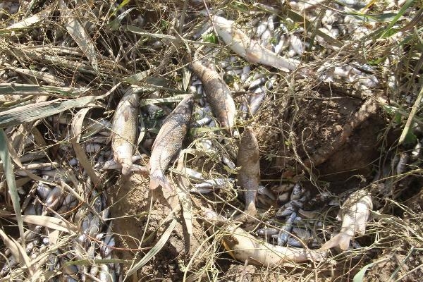 Menderes Nehri'nde atık nedeniyle binlerce balık öldü