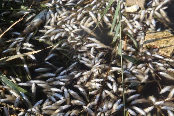 Menderes Nehri'nde atık nedeniyle binlerce balık öldü