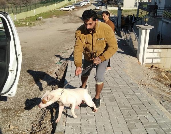 Pitbull bu kez Denizli'de bir çocuğa saldırdı