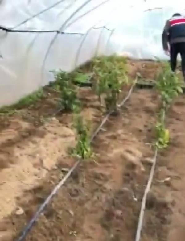 Salihli'de 4 kilo esrar ele geçirildi