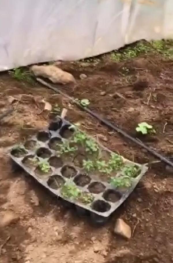 Salihli'de 4 kilo esrar ele geçirildi