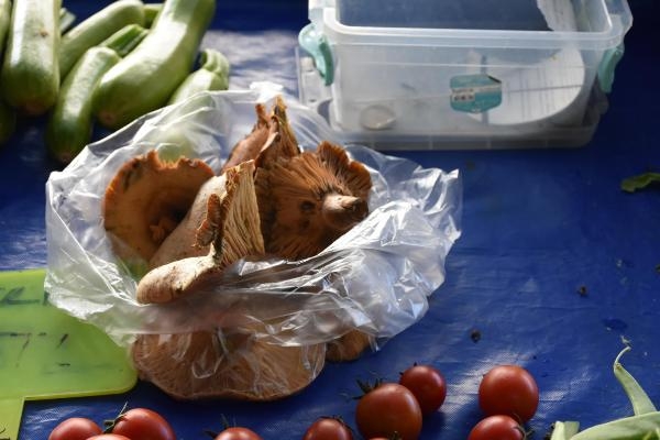 Sofraların lezzeti çıntar mantarı çıkar çıkmaz tükendi