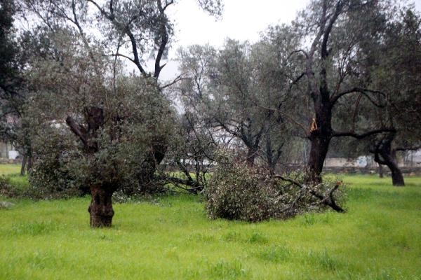 Bodrum'da hortum, ağaçların dallarını kırdı