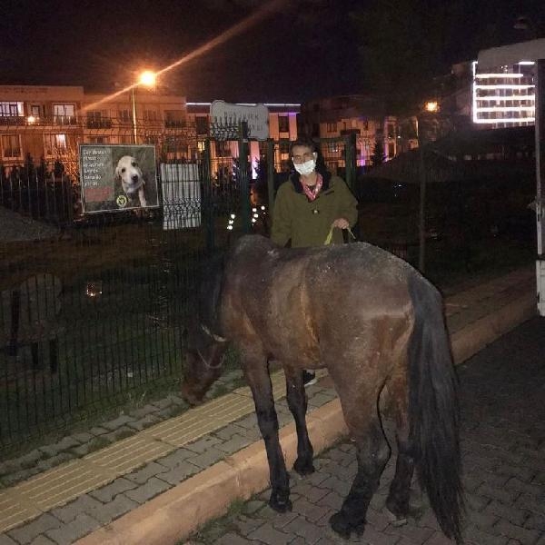 Hafif ticari aracına iple bağladığı atı peşinden koşturdu; o anlar kamerada