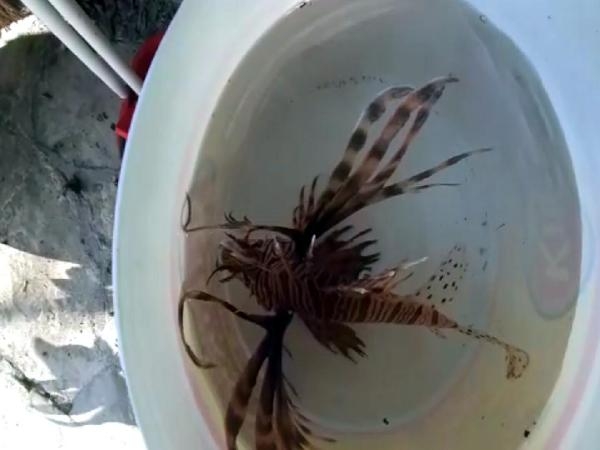 Kuşadası'nda istilacı aslan balığı yakalandı