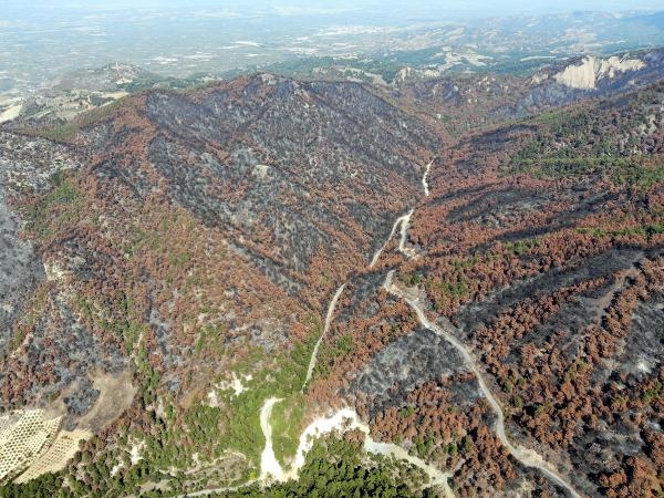 Manisa'da yanan alanda 300 bin fidan toprakla buluşturuldu