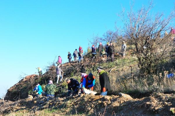 Manisa'da yanan alanda 300 bin fidan toprakla buluşturuldu