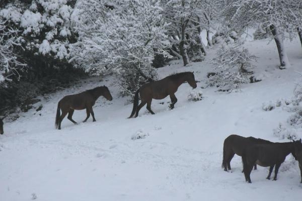 İzmir'de kar yağışı; Sabuncubeli'nde önlem alındı