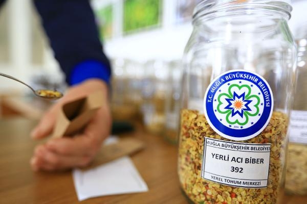 Ürettikleri ata tohumlarını 80 ile gönderiyorlar