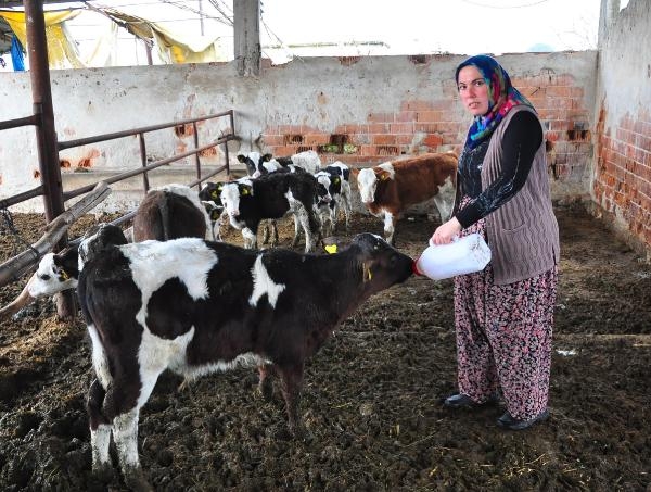 Çiftlik hayali devlet desteğiyle gerçeğe dönüştü, kendi işinin patronu oldu