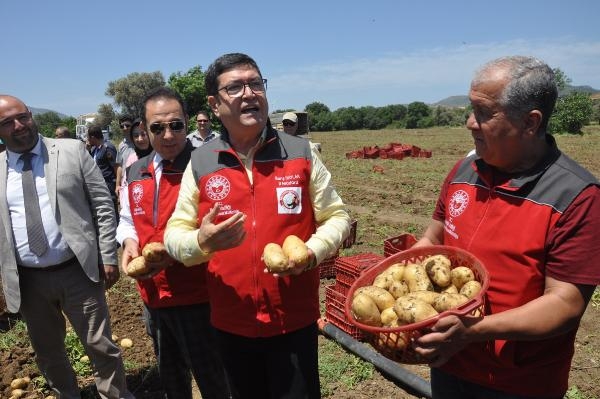 Datça'da mevsimin ilk patates hasadı yapıldı