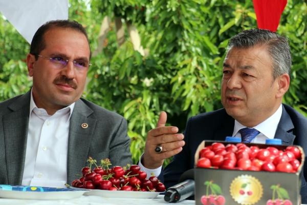 Kemalpaşa'da Kiraz Hasadı Gülümsetti