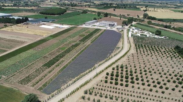 Balıkesir, Aromaterapi Festivali'ne ev sahipliği yapacak