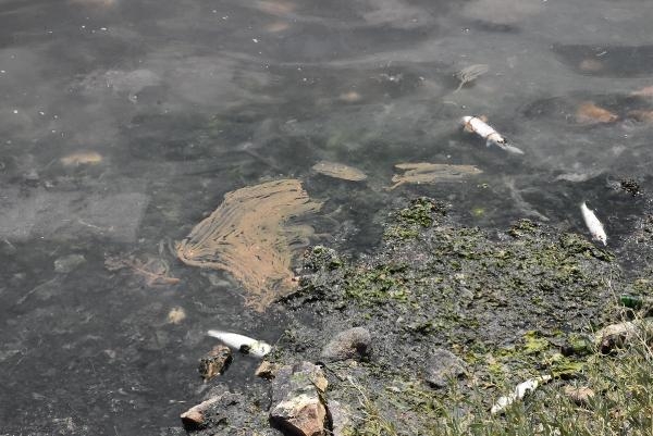 Çakalburnu'nda oksijen tükendi, balıklar öldü