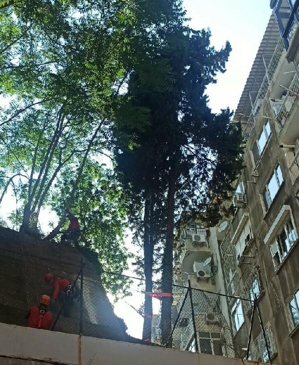 Konak'ta apartmanın üzerine devrilen ağaç kaldırıldı