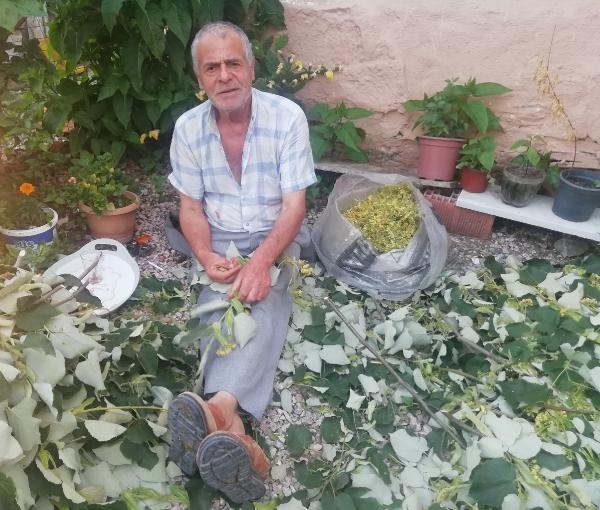 Manyas'ta ıhlamur hasadı başladı
