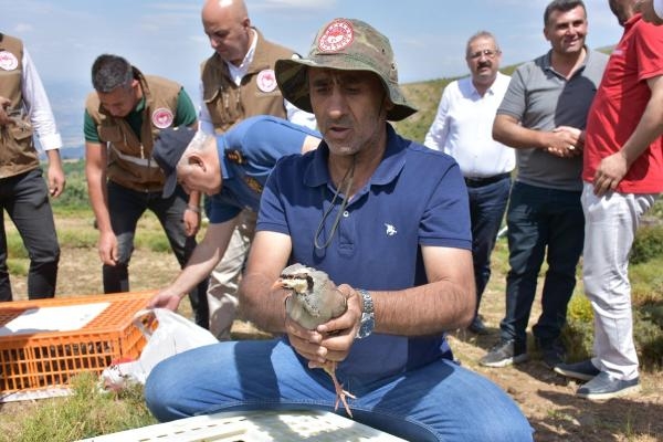 Salihli'de çekirgeyle mücadele için 250 kınalı keklik doğaya salındı