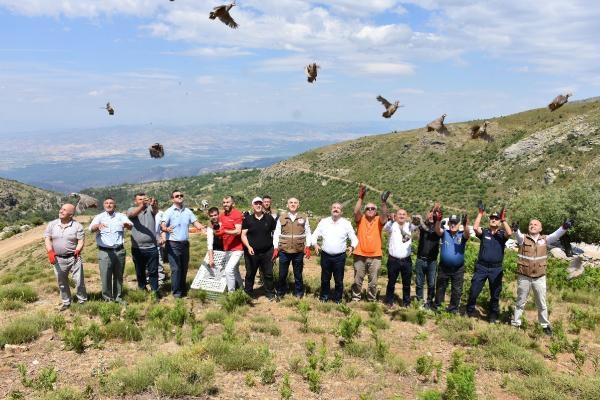 Salihli'de çekirgeyle mücadele için 250 kınalı keklik doğaya salındı