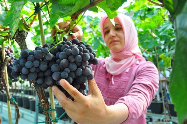 Sezonun ilk üzüm hasadı Manisa'dan