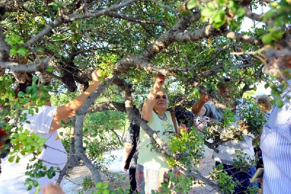 20 bin sakız ağacı dikilmek için saksılarda bekliyor