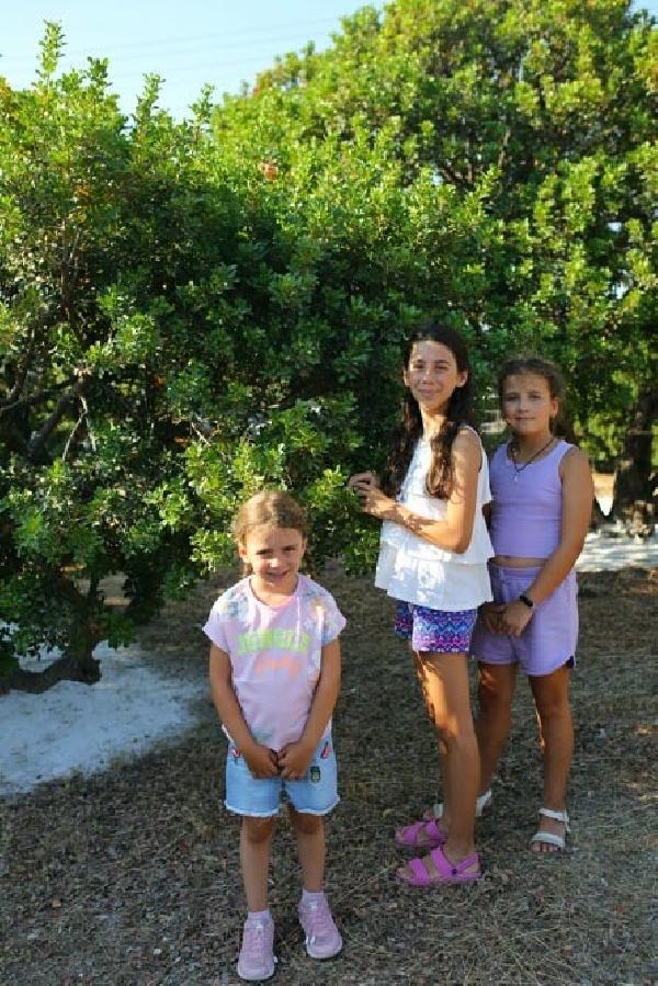 20 bin sakız ağacı dikilmek için saksılarda bekliyor