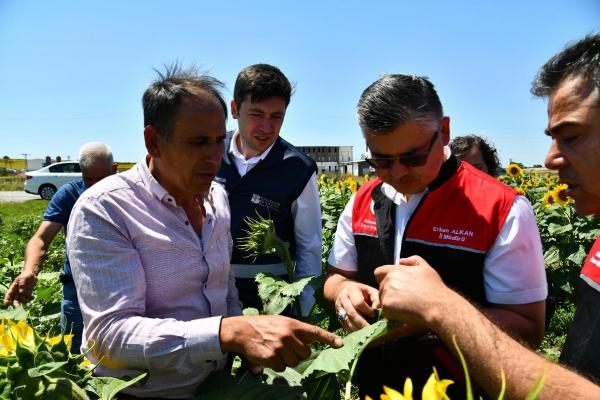 Balıkesir'de çayır tırtıllarına karşı ZİHA'lar ile mücadele ediliyor