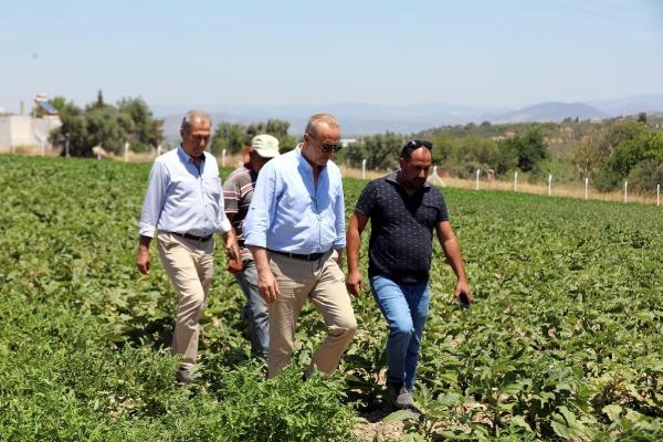 Didim'de belediyeye ait 74 dönümlük araziye bu kez de ayçiçek ekildi