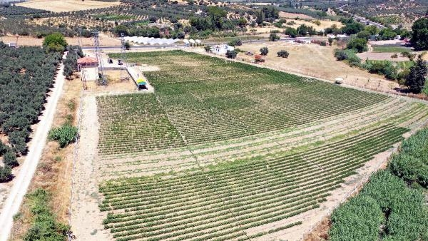 Didim'de belediyeye ait 74 dönümlük araziye bu kez de ayçiçek ekildi