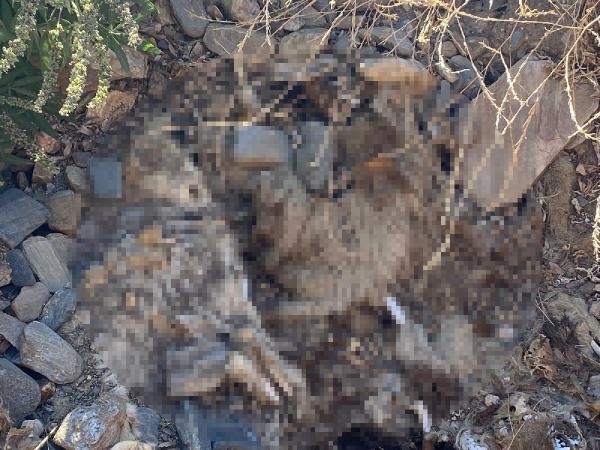 Hayvan bakımevindeki köpek katliamı savcılıkta